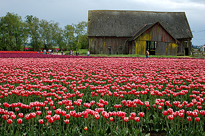 The Tulip Barn